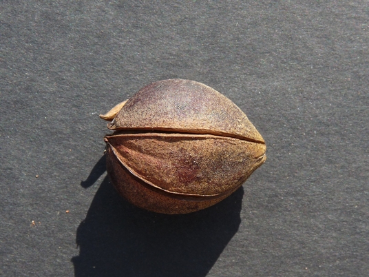 {Carya ovalis}